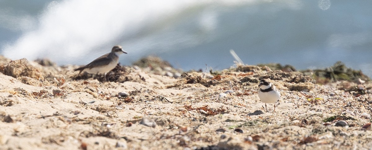 Semipalmated Plover - Jason Forbes