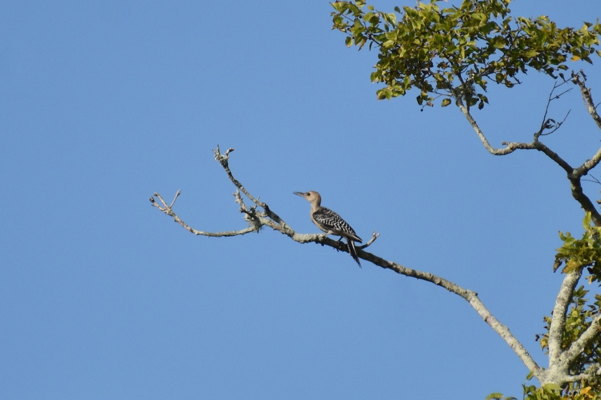 Red-bellied Woodpecker - ML605004881