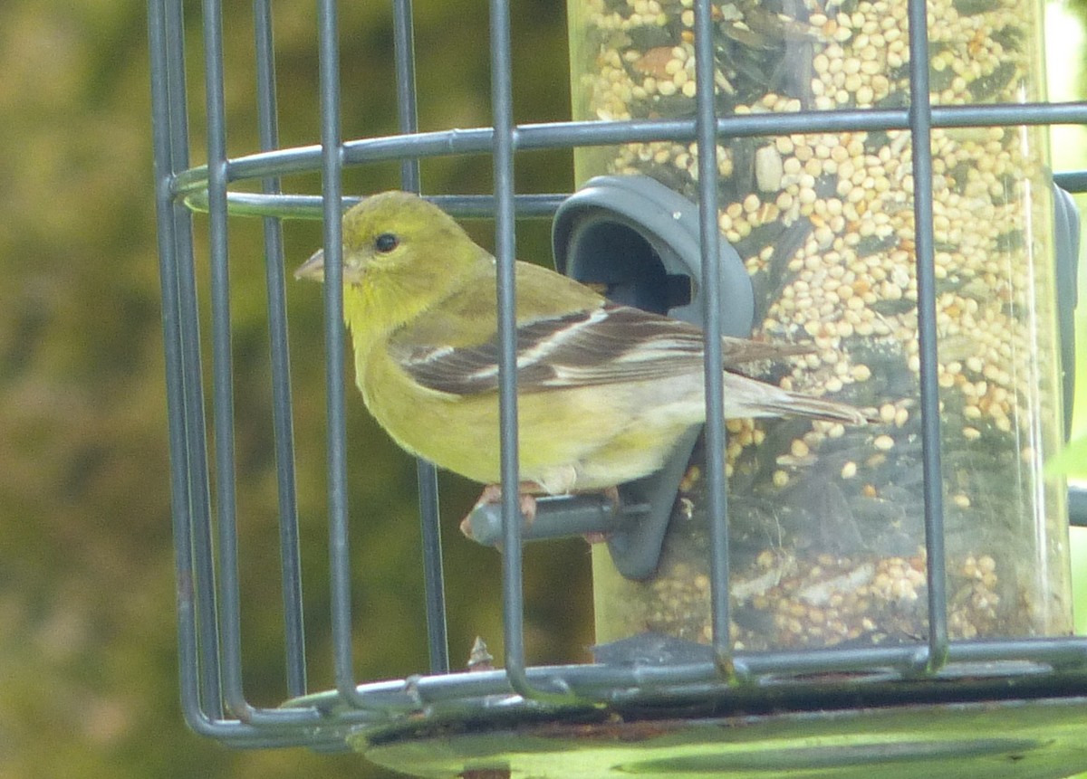 American Goldfinch - ML60500501