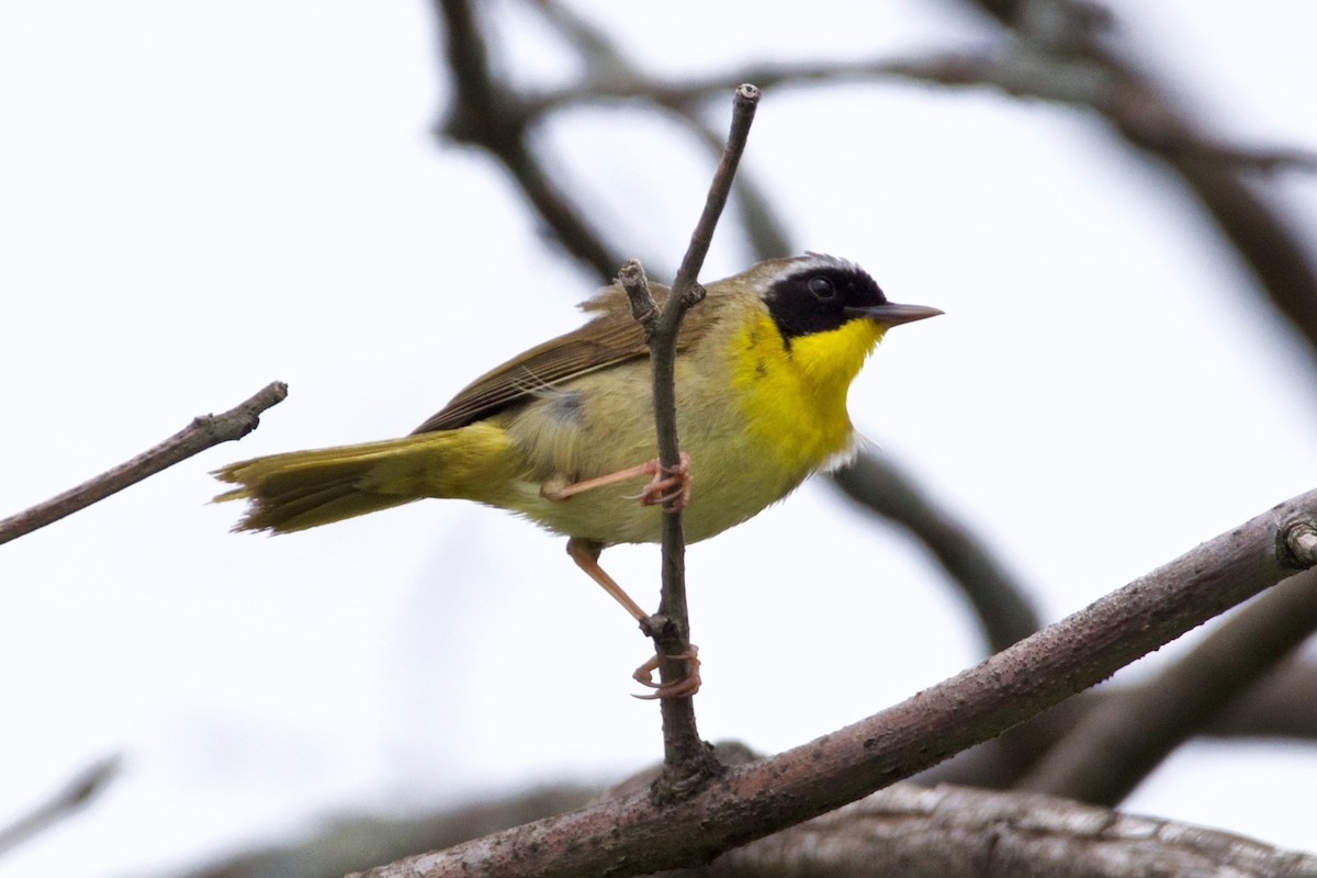 Common Yellowthroat - ML60500551