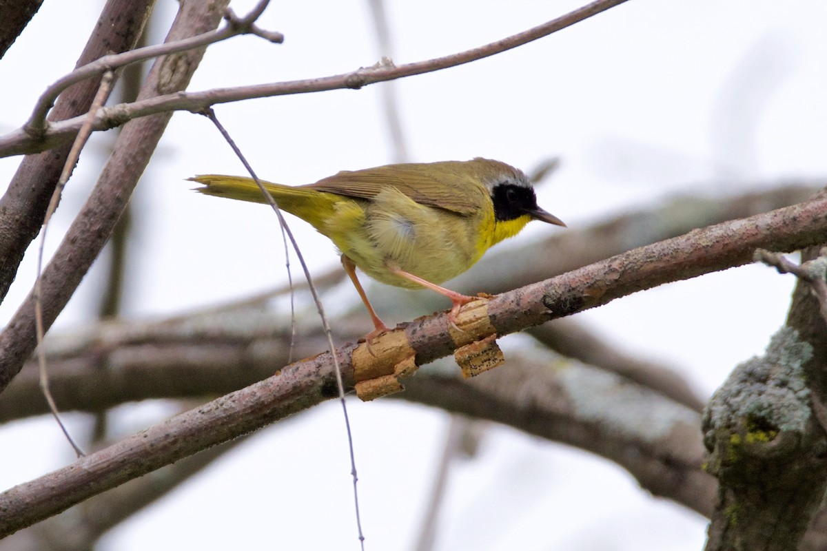 Common Yellowthroat - ML60500591