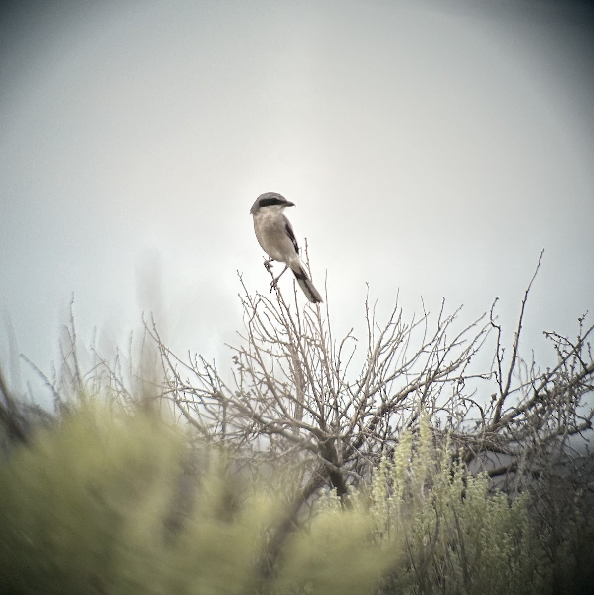 Loggerhead Shrike - ML605006211