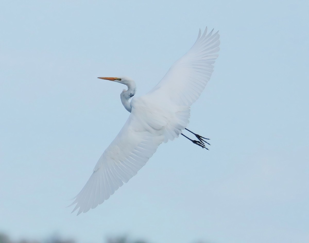 Great Egret - ML605006371