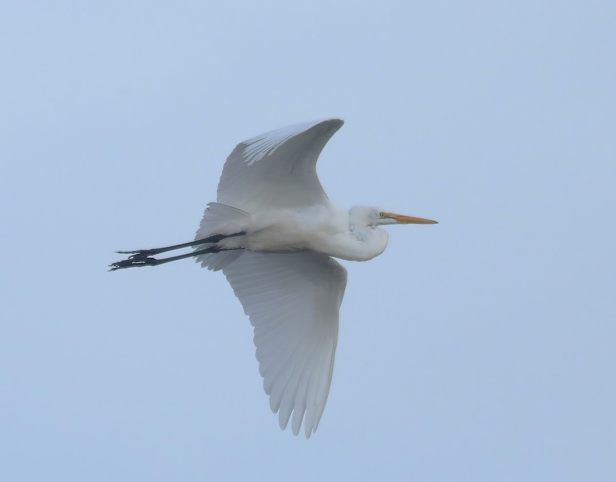 Great Egret - ML605006381