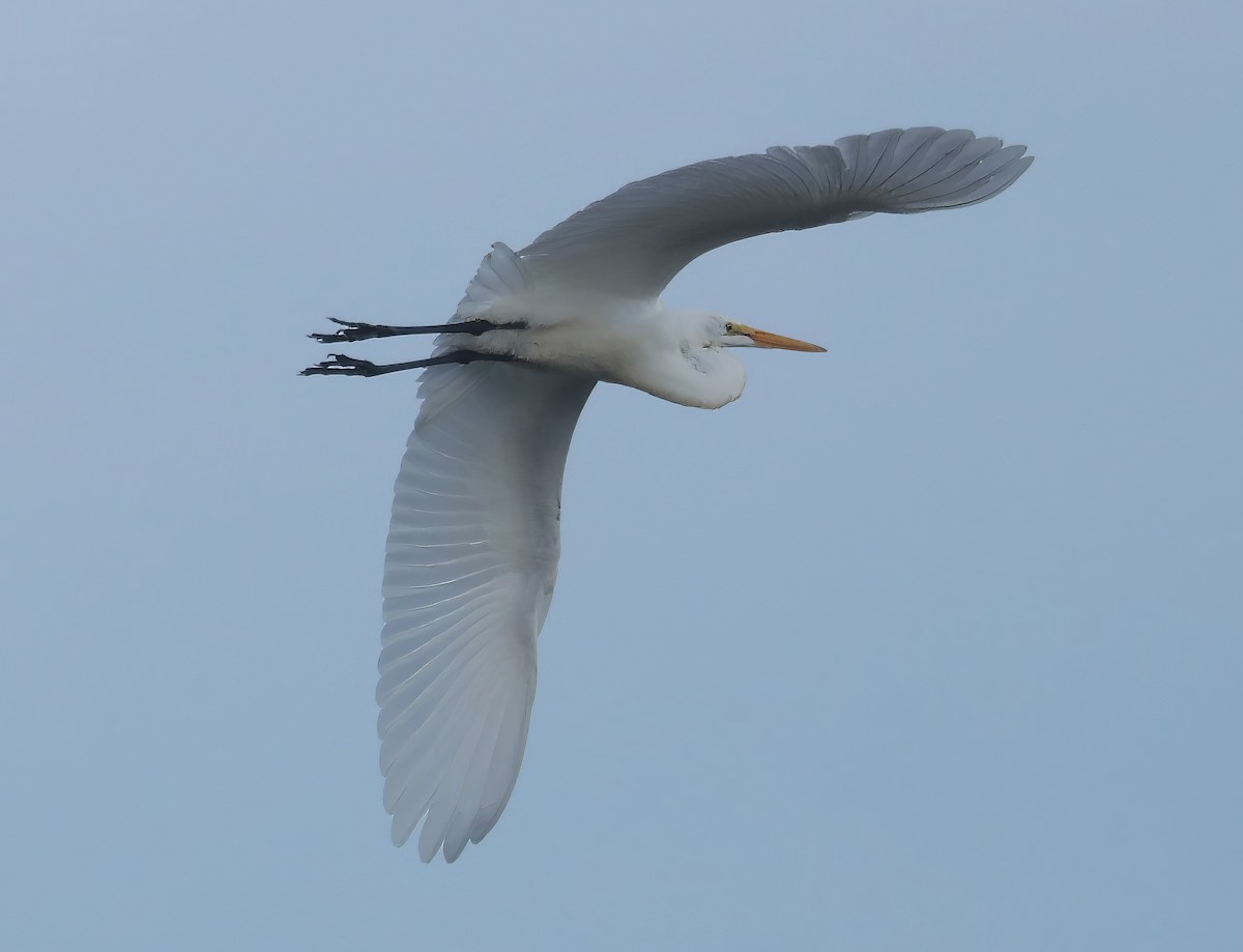 Great Egret - ML605006391