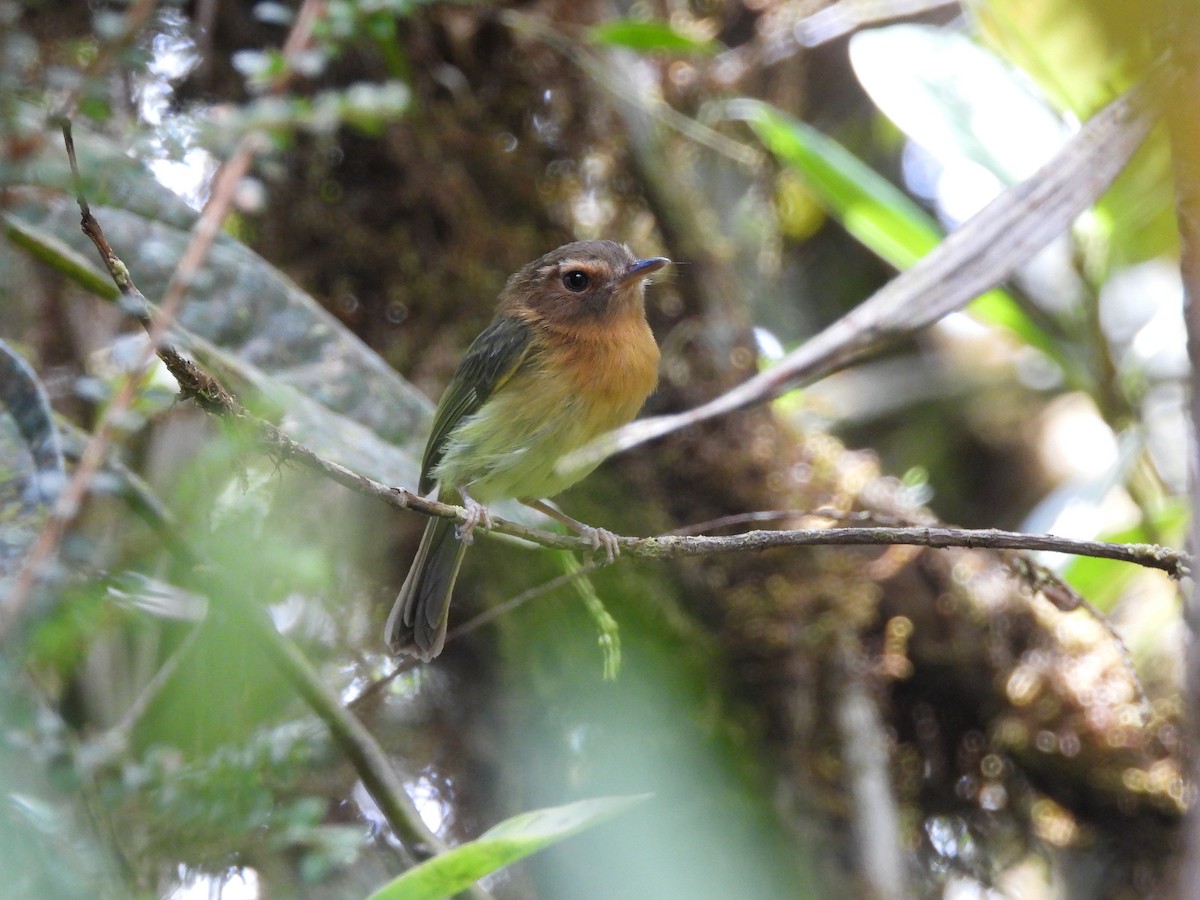 Cinnamon-breasted Tody-Tyrant - Juan Aguilar