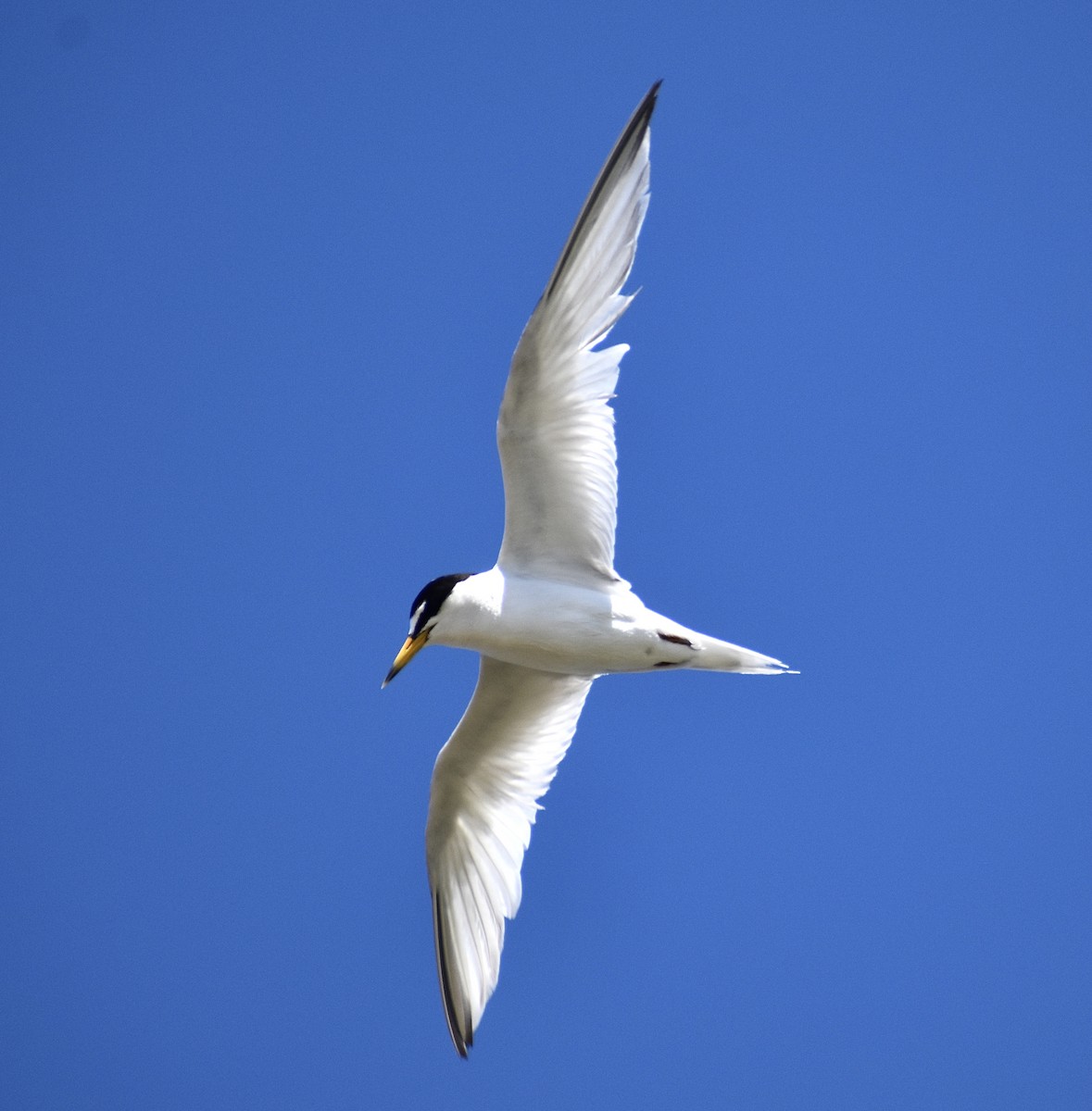 Least Tern - ML605007511