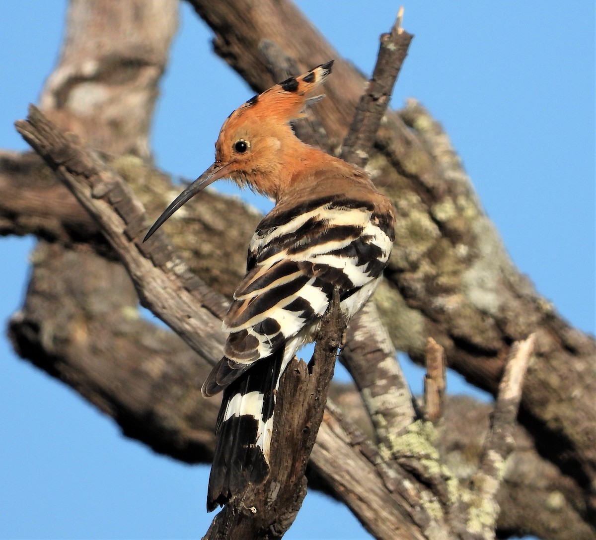 Eurasian Hoopoe - ML605007701