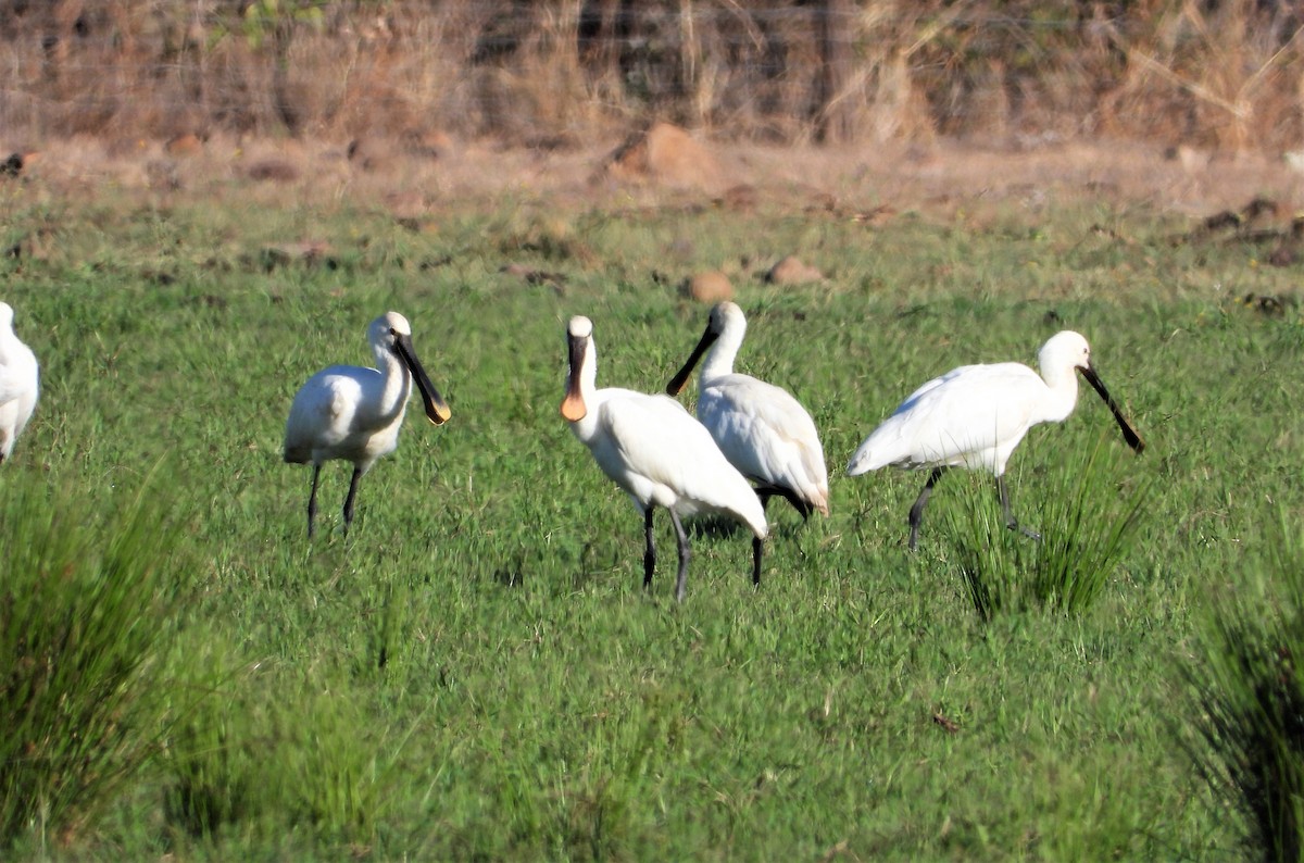 Eurasian Spoonbill - ML605007901