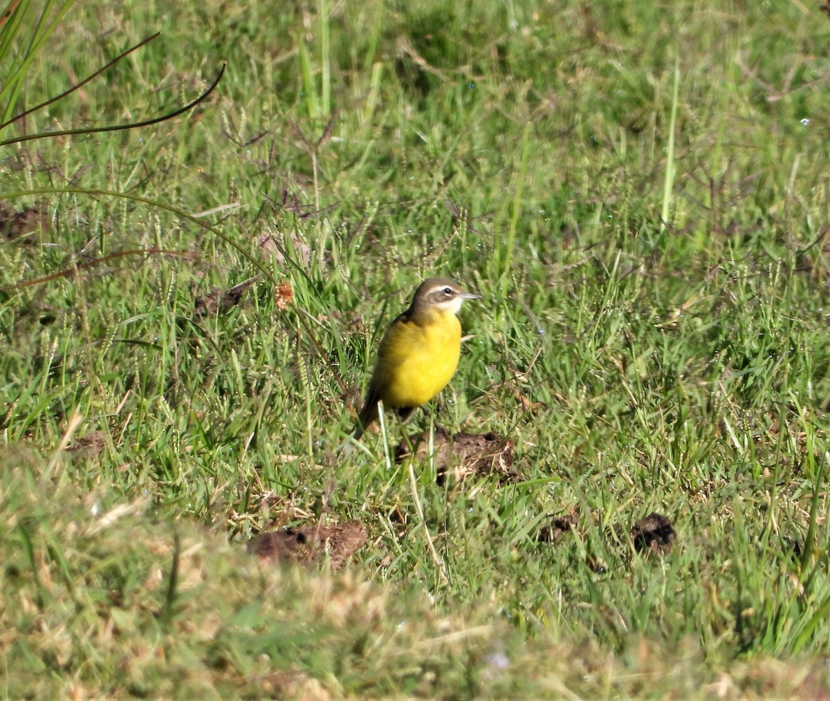 Western Yellow Wagtail - ML605008081