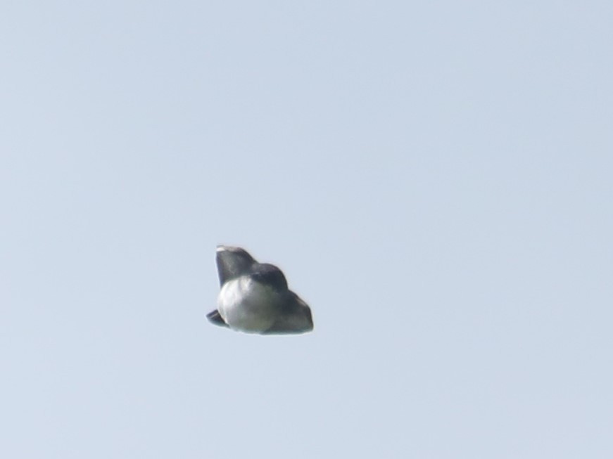 Eastern Kingbird - ML605009011