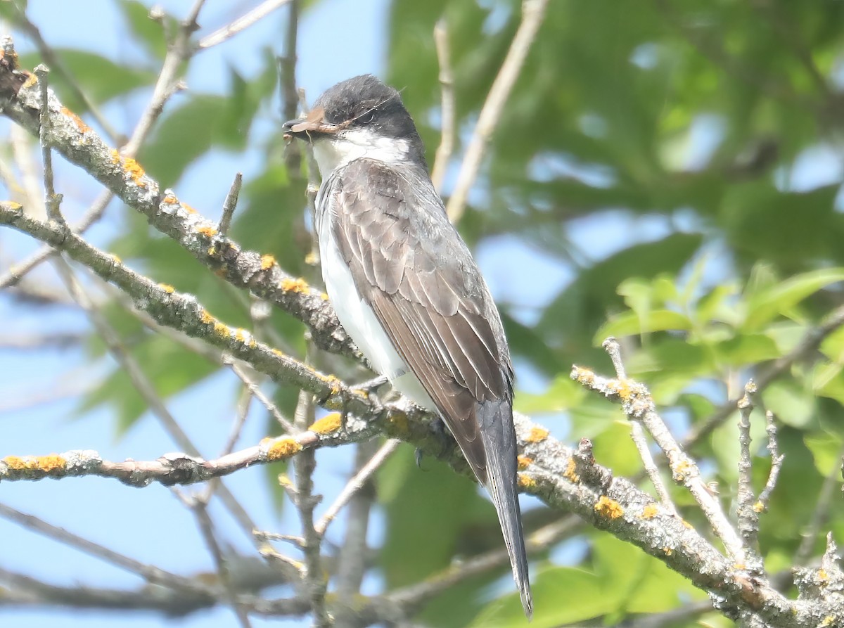 Eastern Kingbird - ML605009021