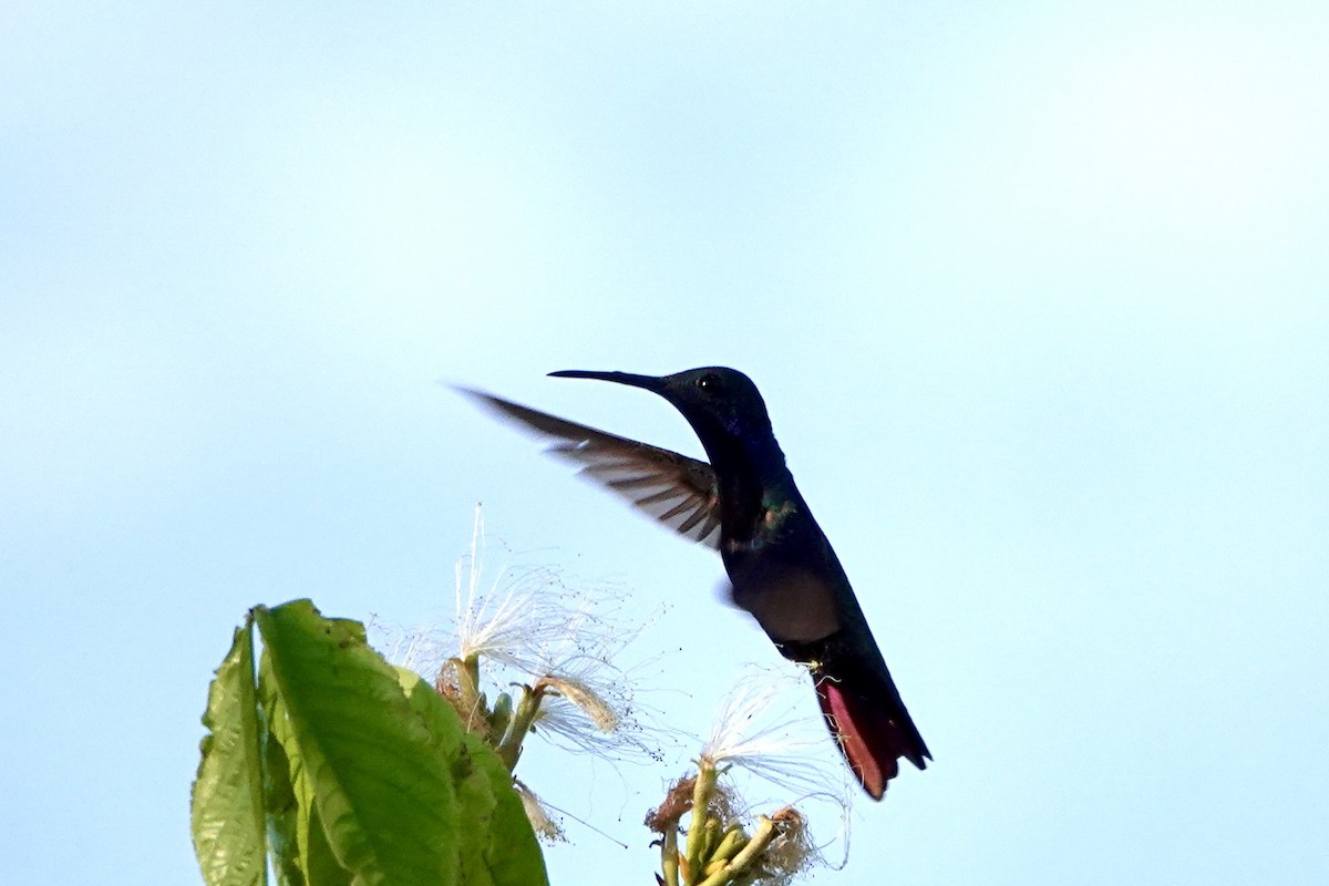 kolibřík tropický - ML605010581