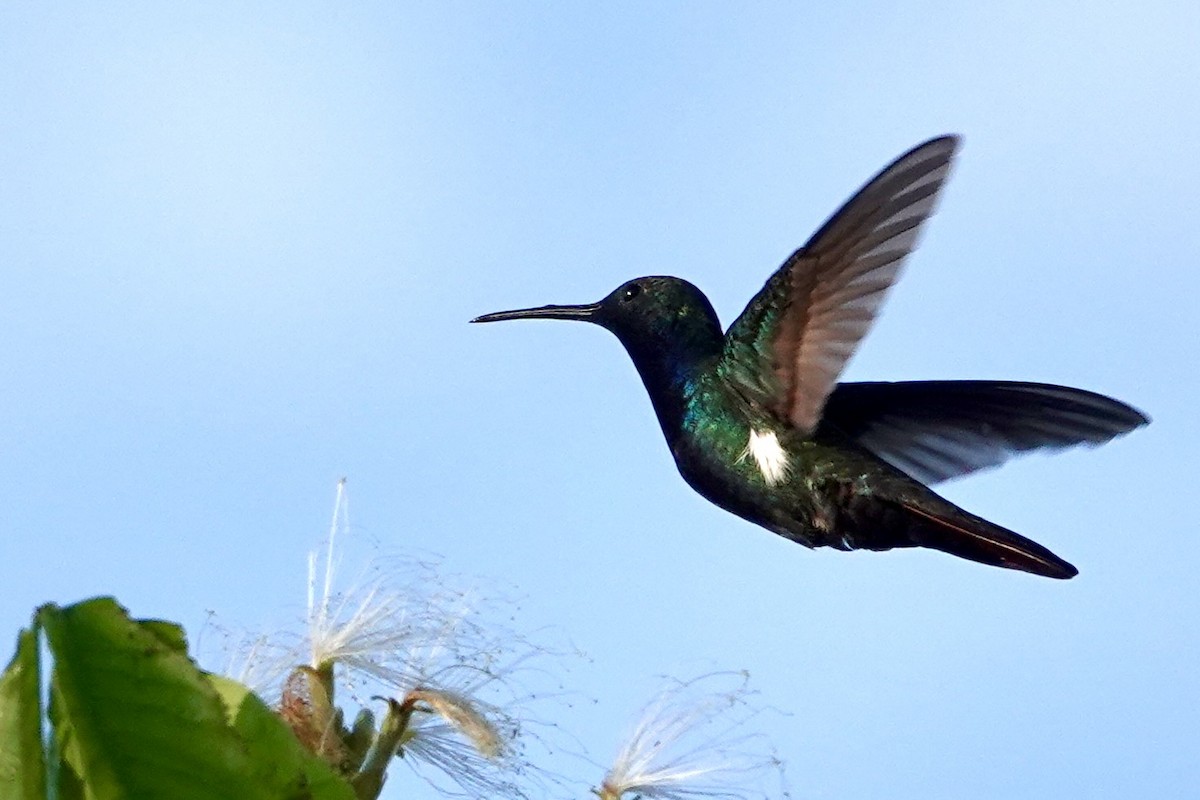 Black-throated Mango - ML605010591