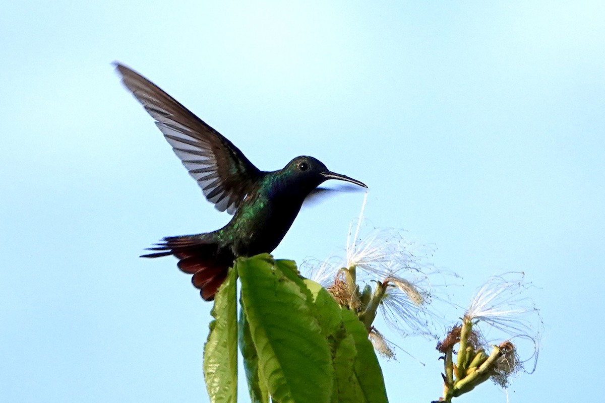 kolibřík tropický - ML605010601
