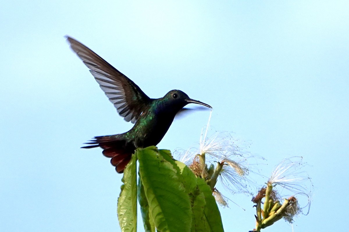 Black-throated Mango - ML605010601