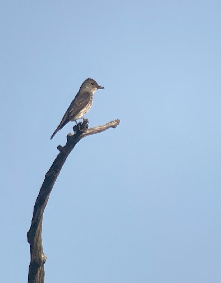 Olive-sided Flycatcher - Gautam Apte