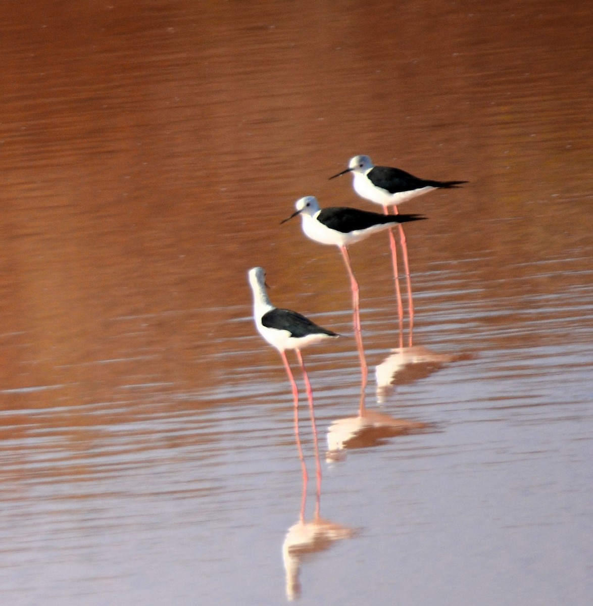 Black-winged Stilt - ML605011751