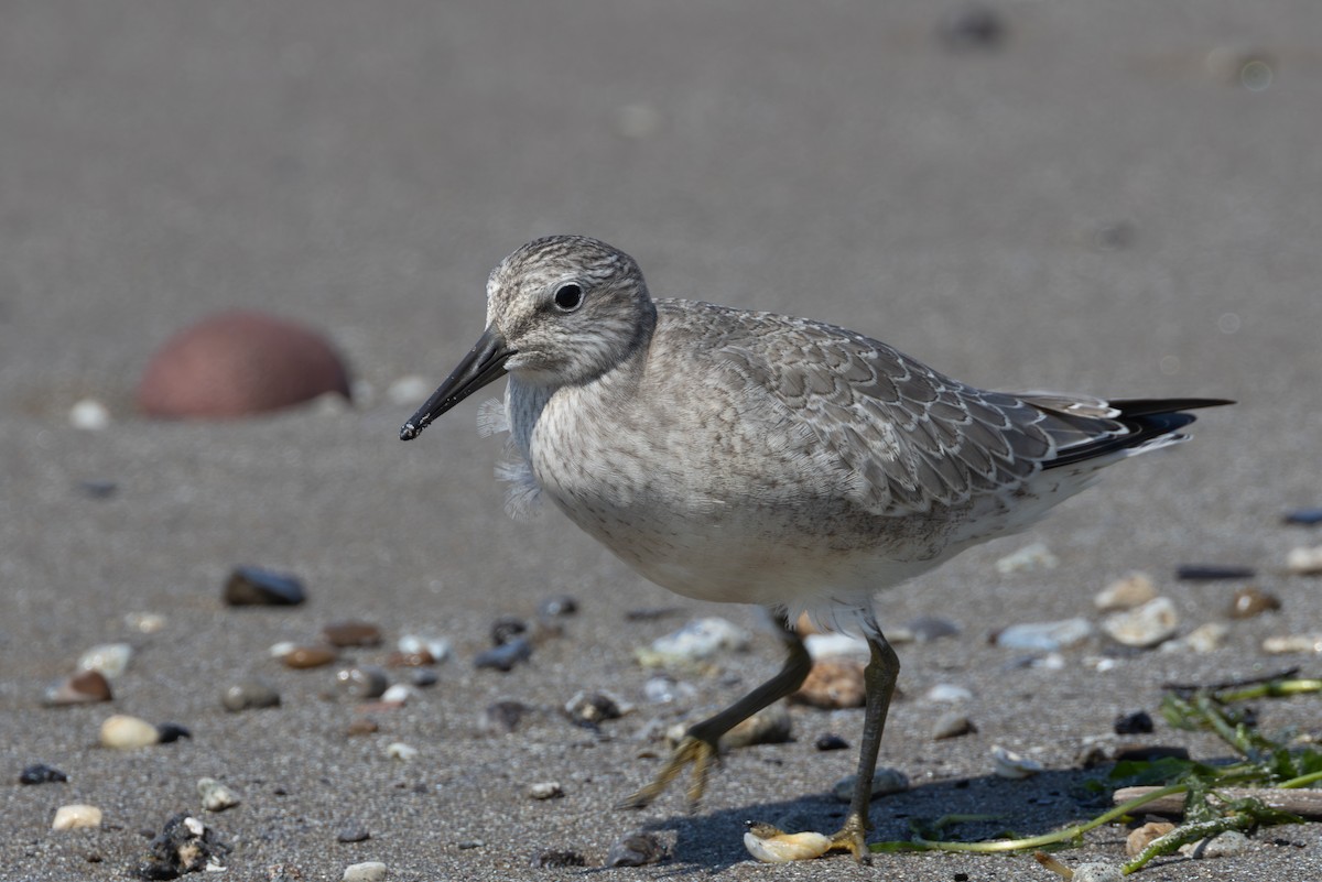 Red Knot - Rob  Sielaff