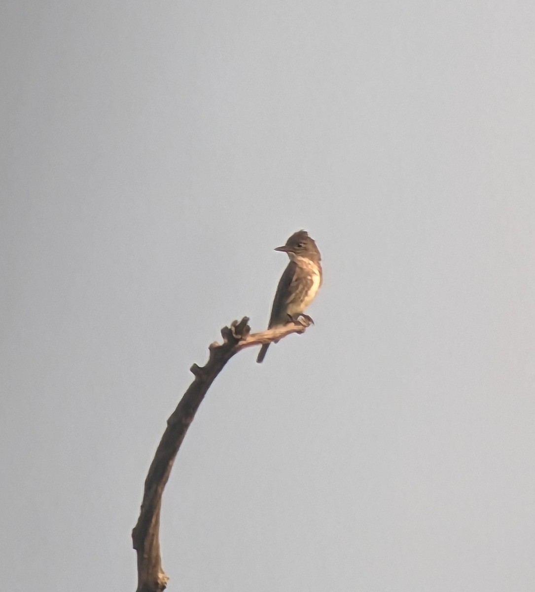 Olive-sided Flycatcher - Mike Heine