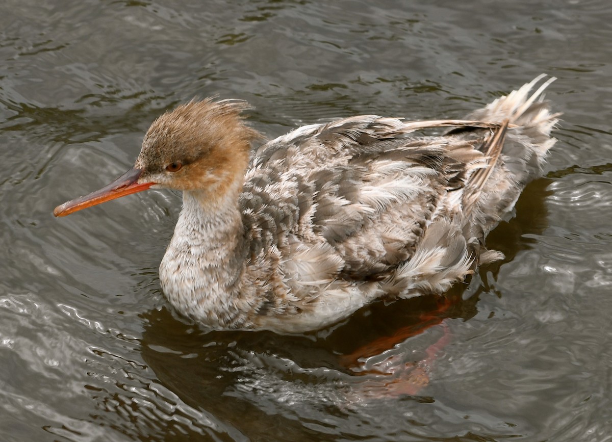 Red-breasted Merganser - ML60501271