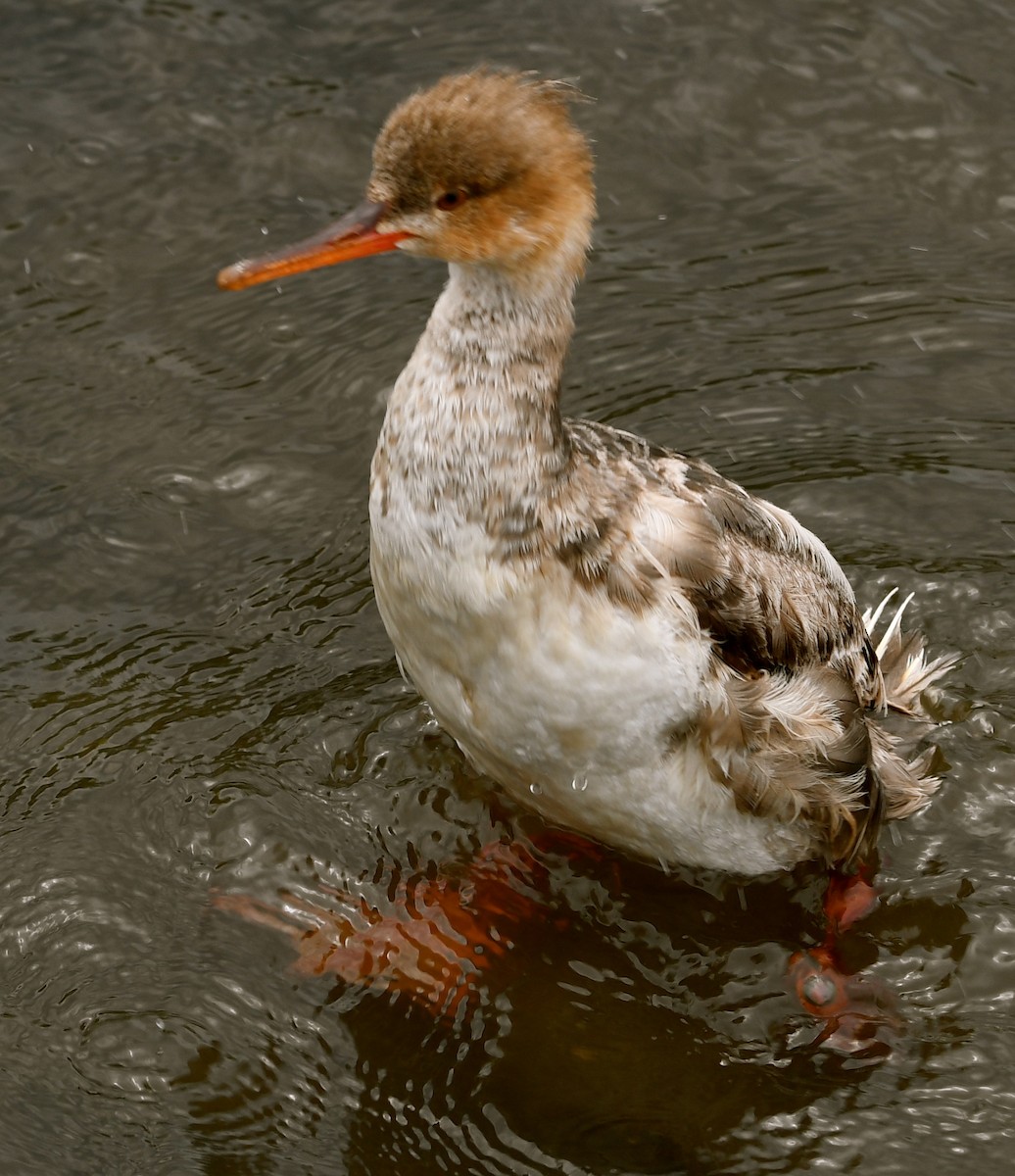 Red-breasted Merganser - ML60501281