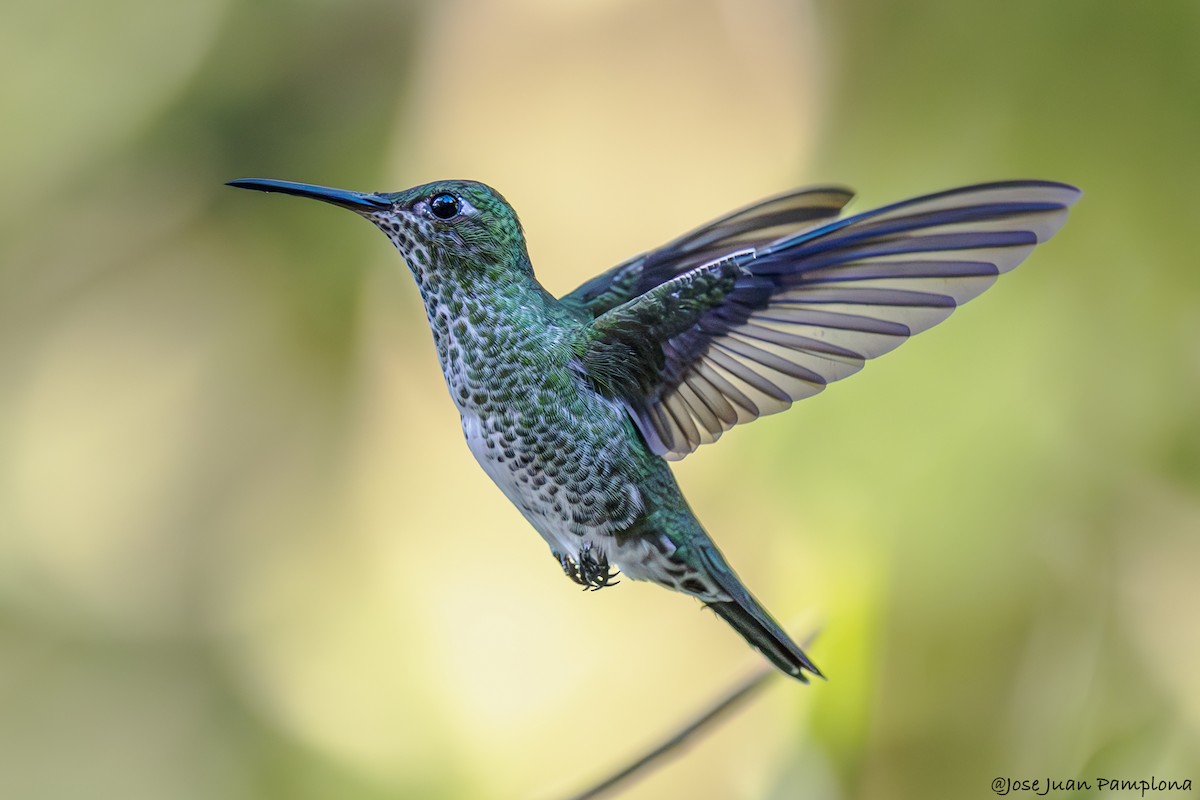 Many-spotted Hummingbird - ML605013411