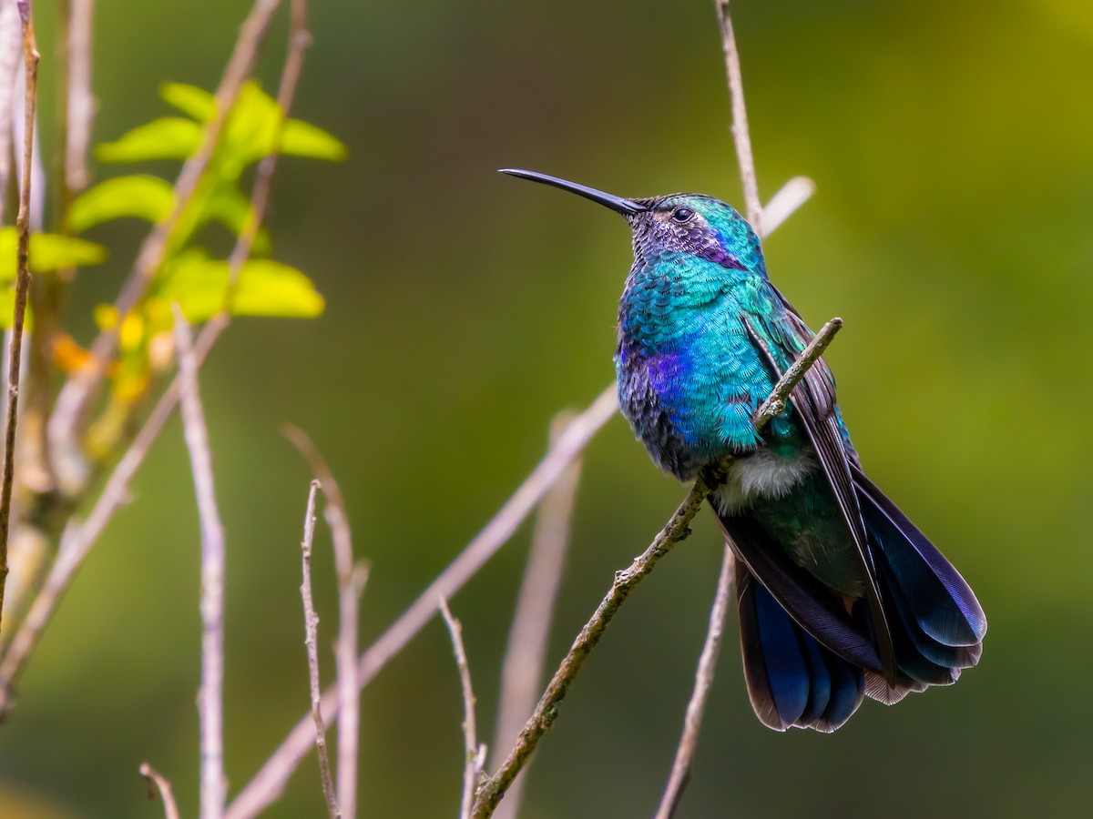 Sparkling Violetear - Vikram S