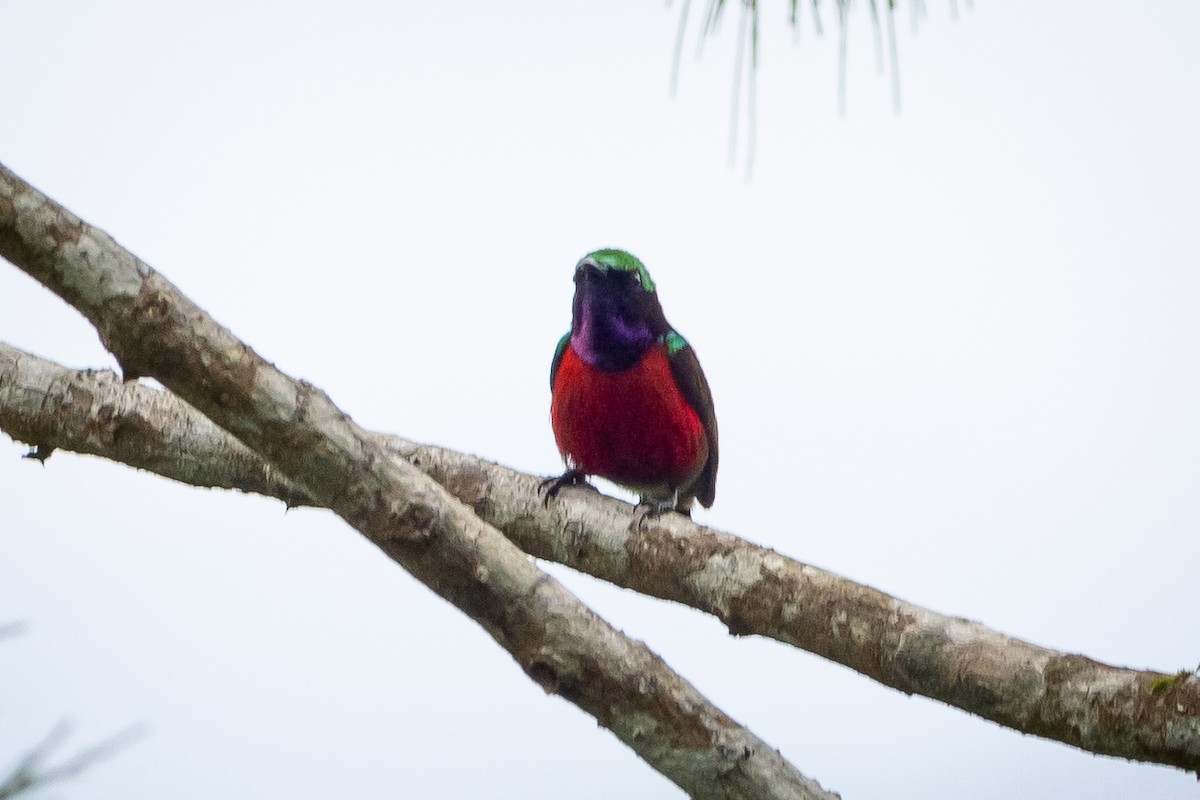 Purple-throated Sunbird (Purple-throated) - ML605013831