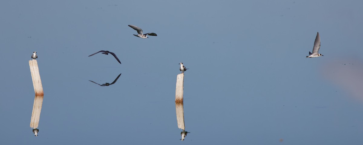 Black Tern - ML605014131