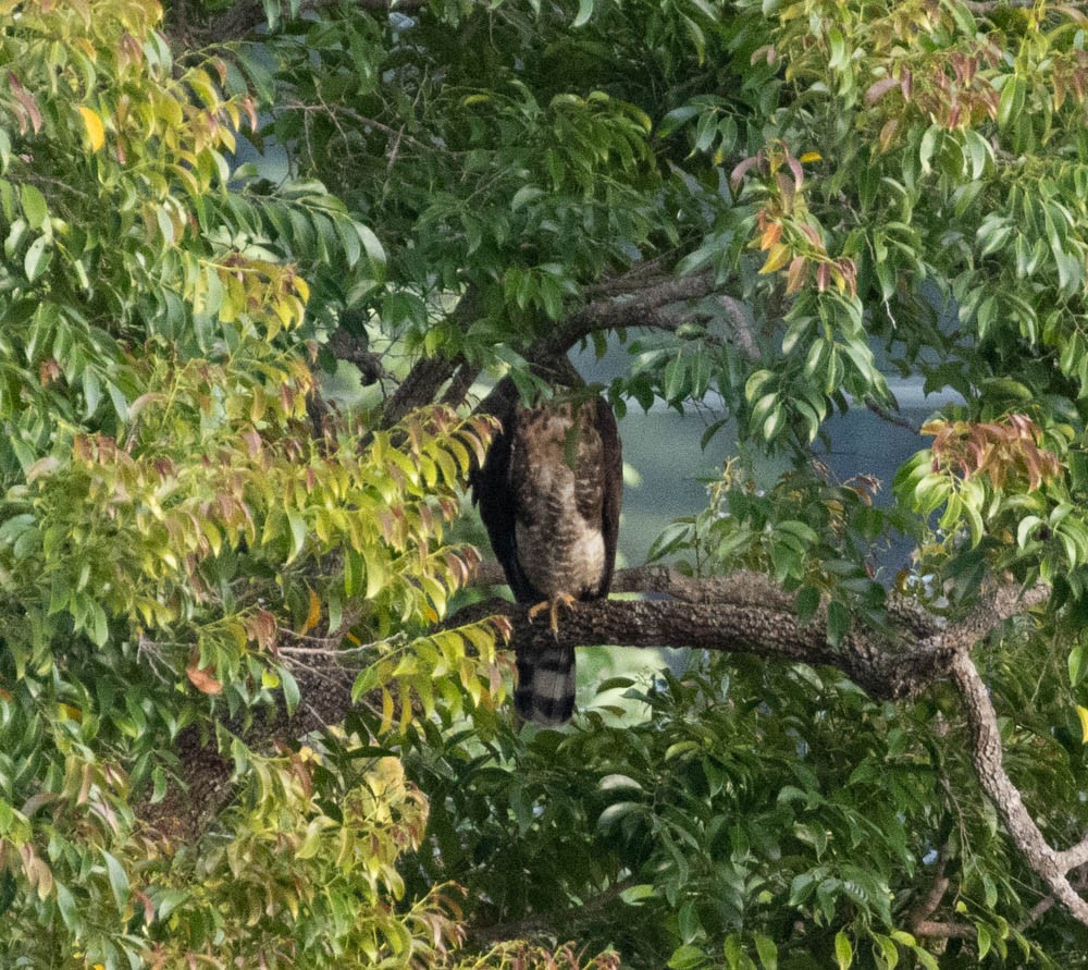 Sulawesi Hawk-Eagle - ML605014361