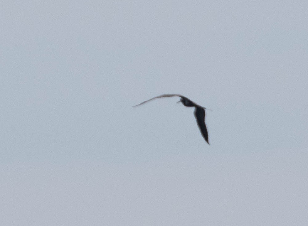 Lesser Frigatebird - ML605015461