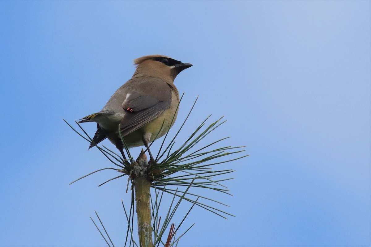 Cedar Waxwing - Margaret Viens