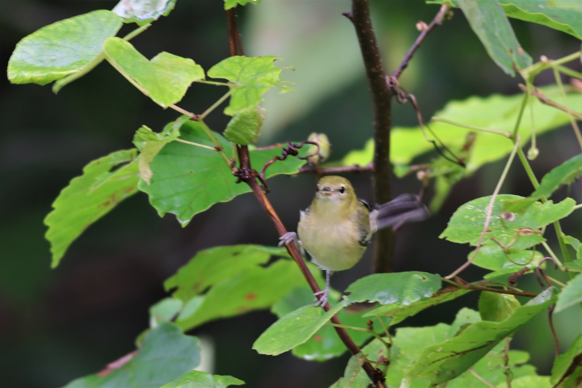 Bay-breasted Warbler - ML605016761