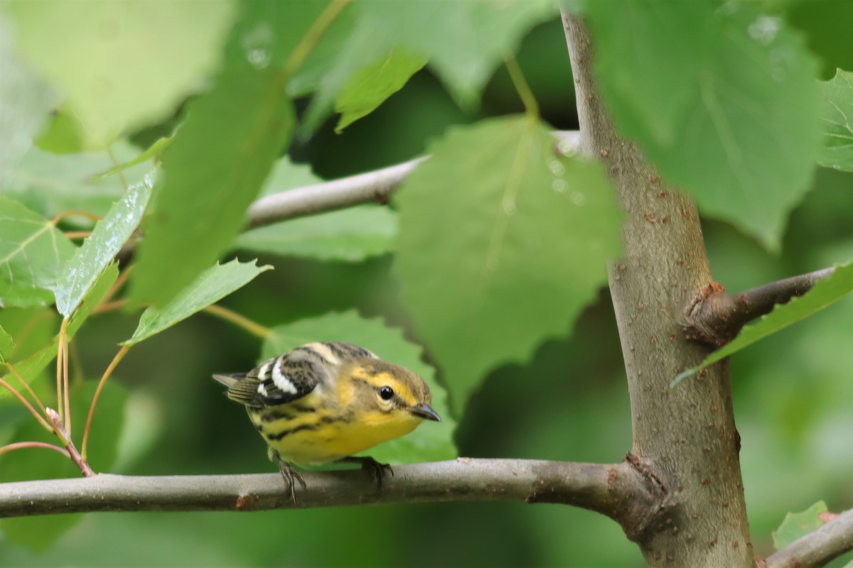 Blackburnian Warbler - ML605016841