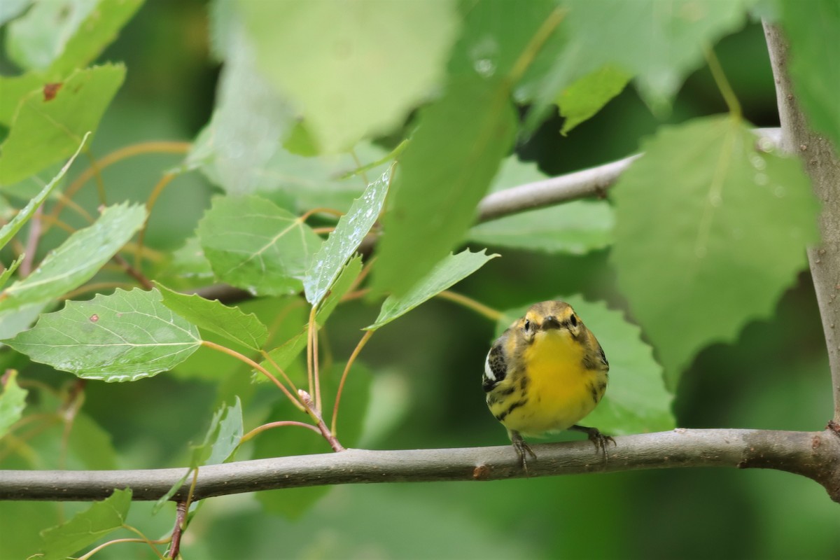 Blackburnian Warbler - ML605016851