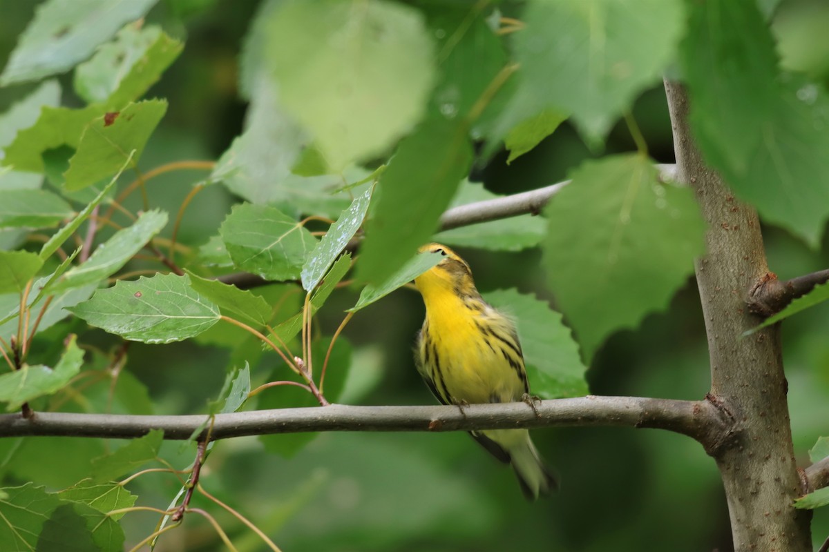 Blackburnian Warbler - Margaret Viens