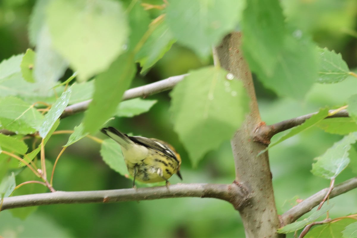 Blackburnian Warbler - ML605016871