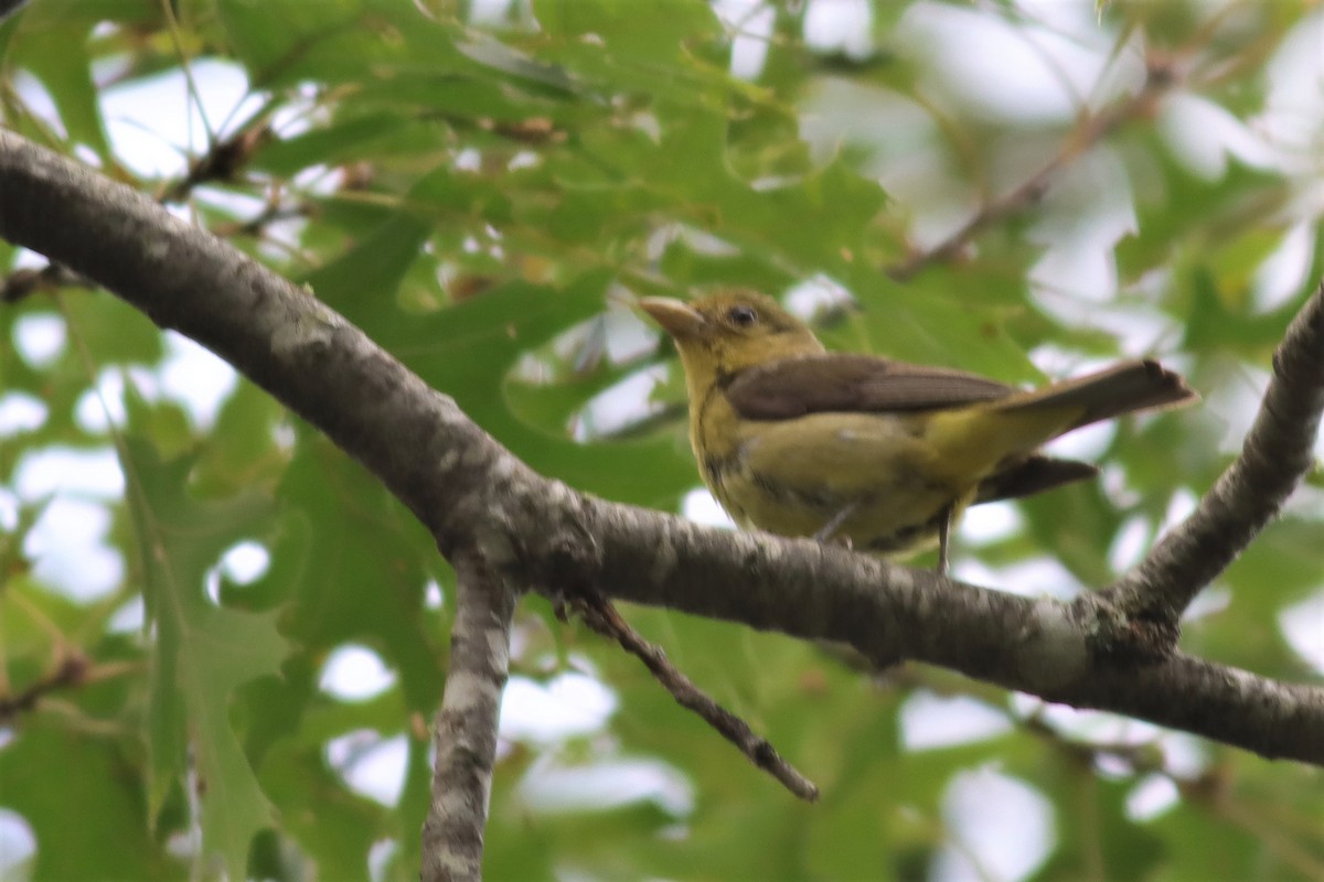 Scarlet Tanager - ML605017031