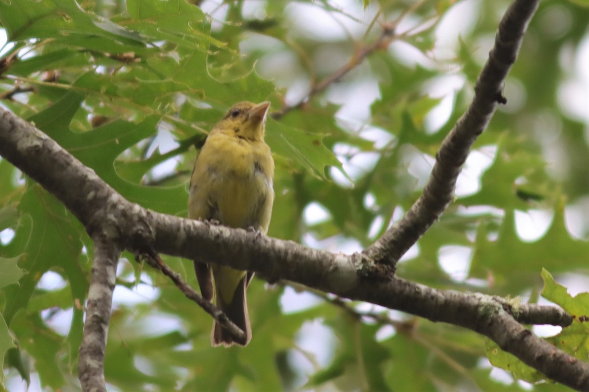 Scarlet Tanager - ML605017041