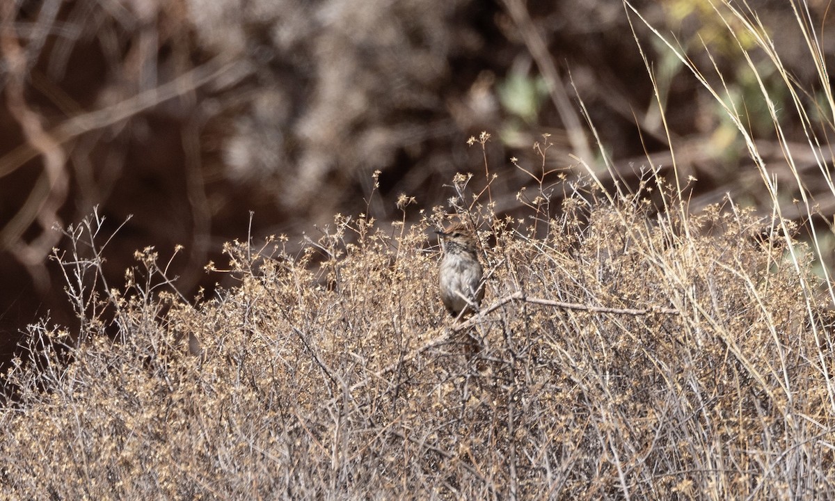 Rusty-fronted Canastero - Ben Loehnen