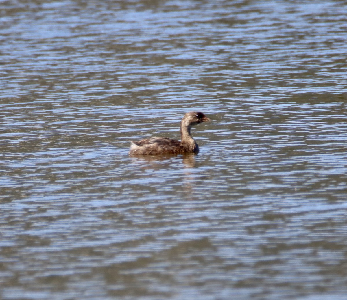 Pied-billed Grebe - ML605018231