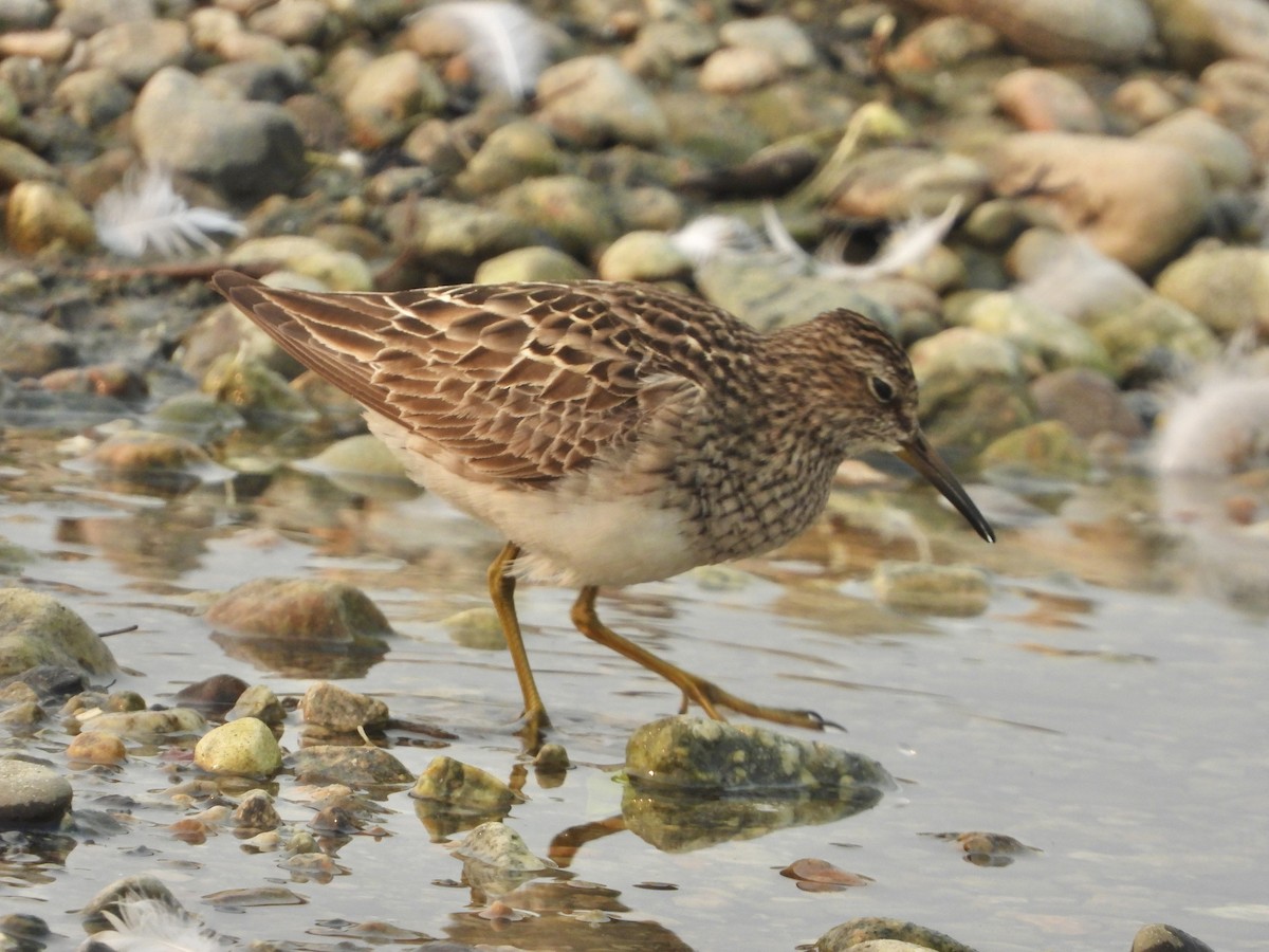 Graubrust-Strandläufer - ML605018381