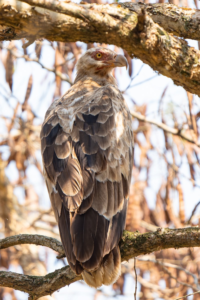 Palm-nut Vulture - ML605018481