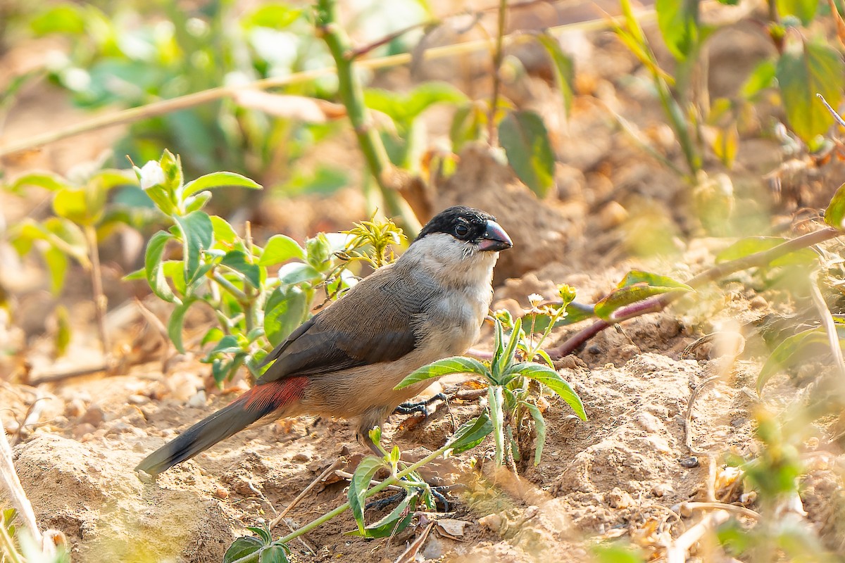 Black-crowned Waxbill - William Hemstrom