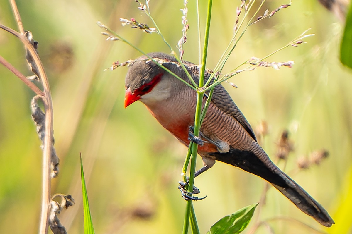 Common Waxbill - ML605018581