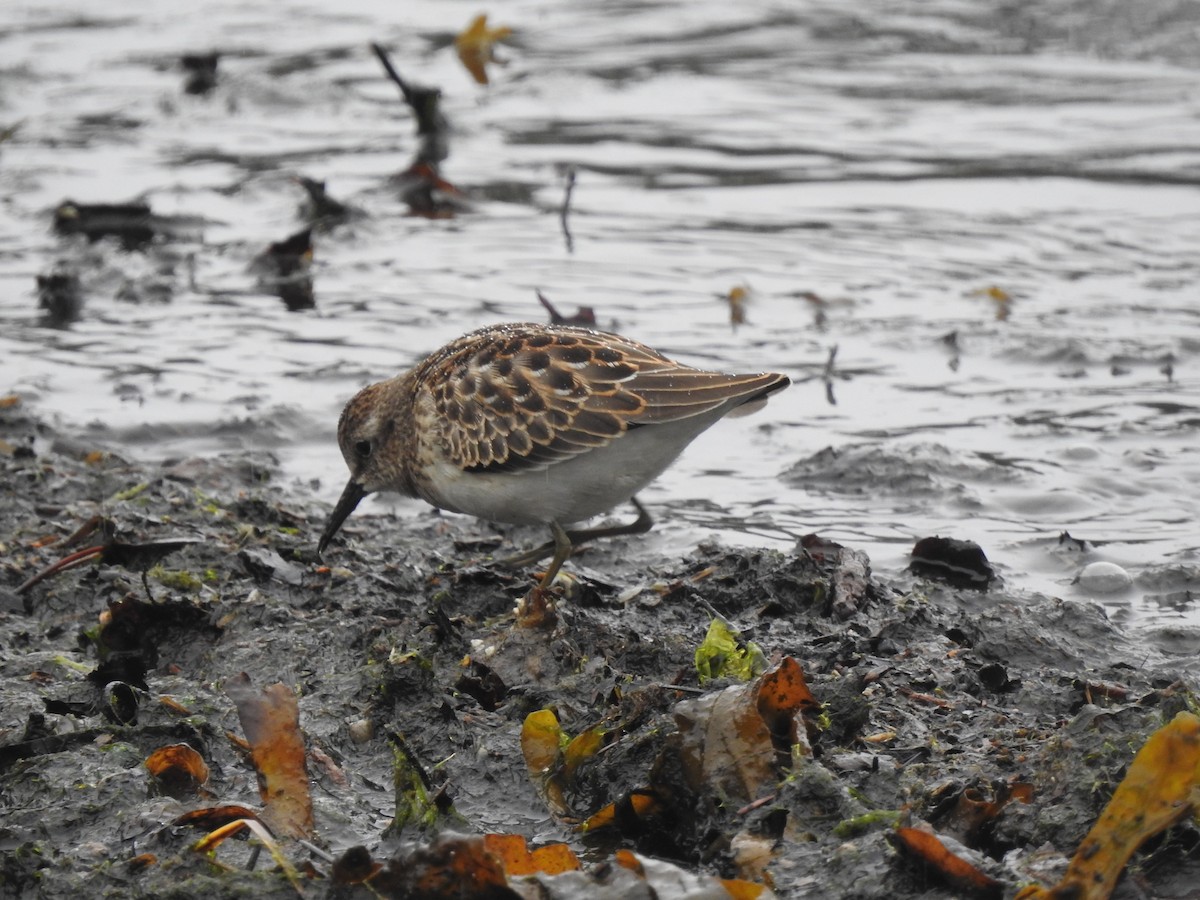 Least Sandpiper - ML605019011