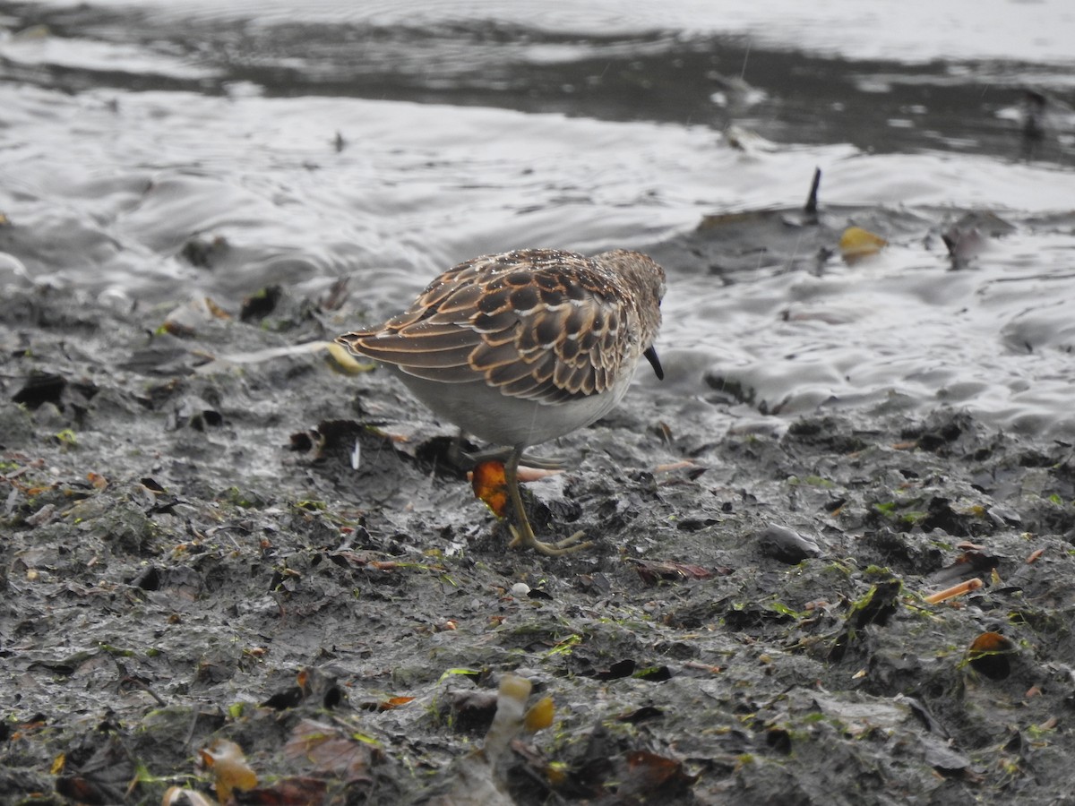 Least Sandpiper - ML605019111