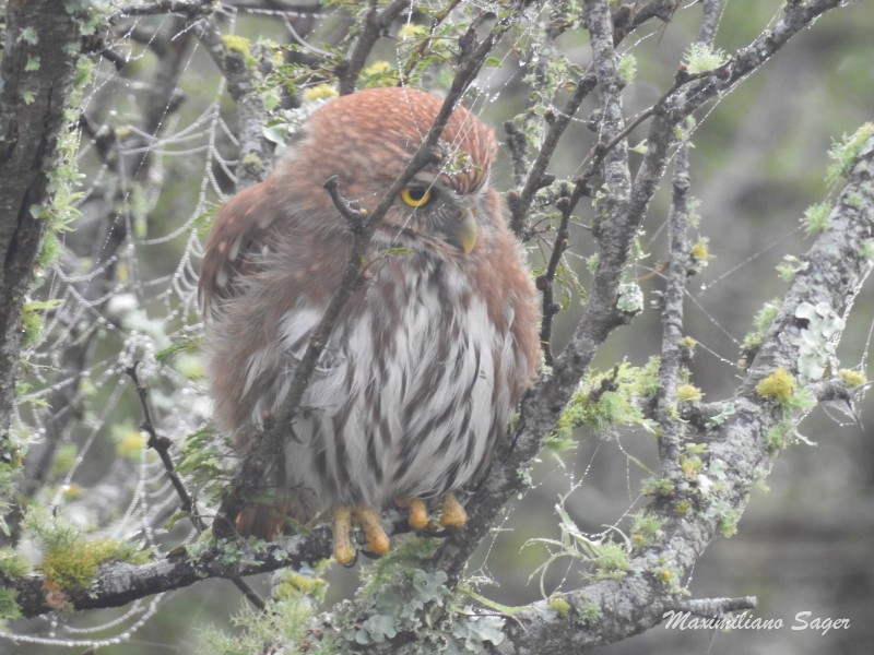 Ferruginous Pygmy-Owl - Maximiliano Sager