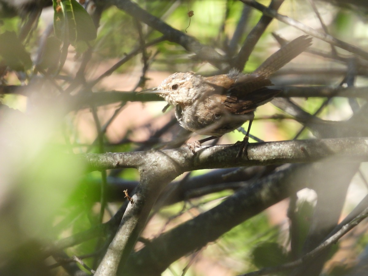 Bewick's Wren - ML605021561